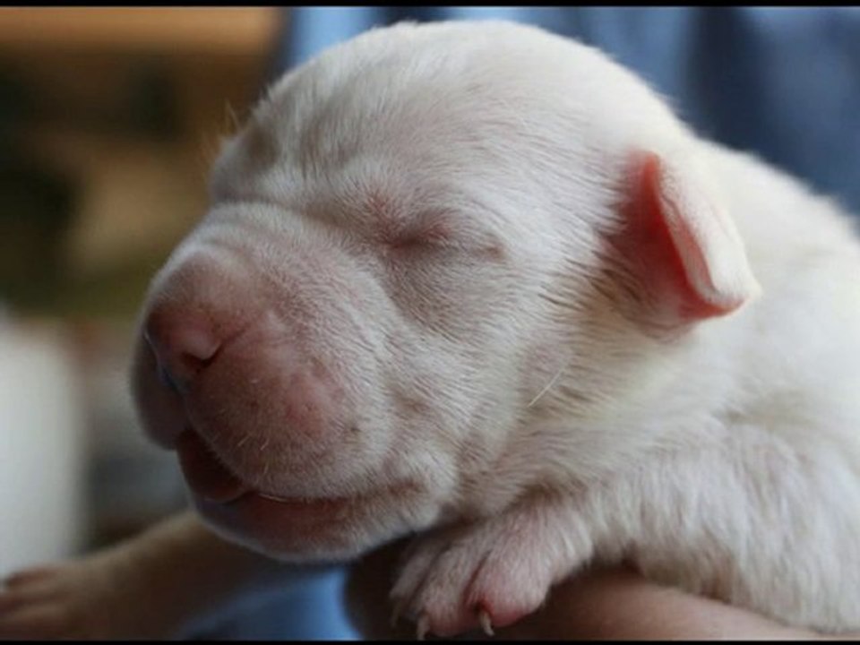 CHIOTS CHELSEA ET BORGES DIAPO