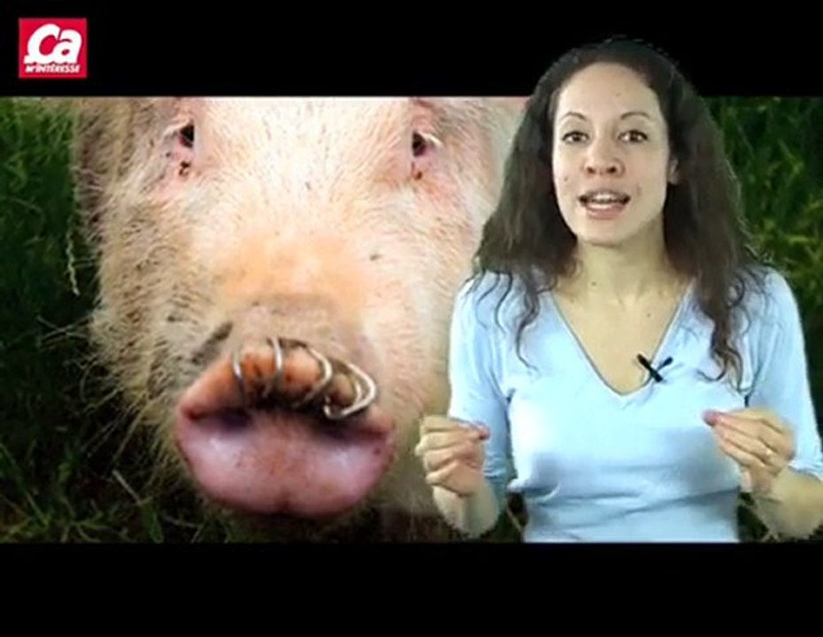 Pourquoi le porc est-il tabou ?