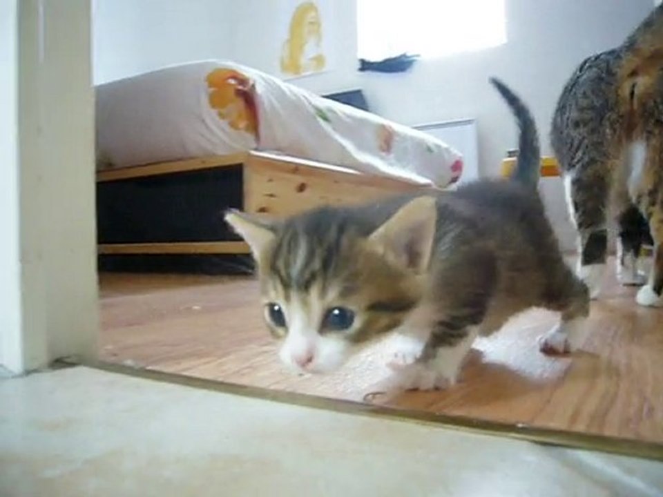 chatons