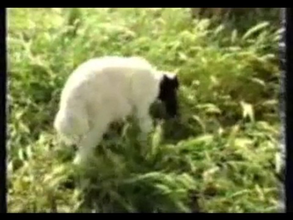 Bayburt ili tanıtım videosu