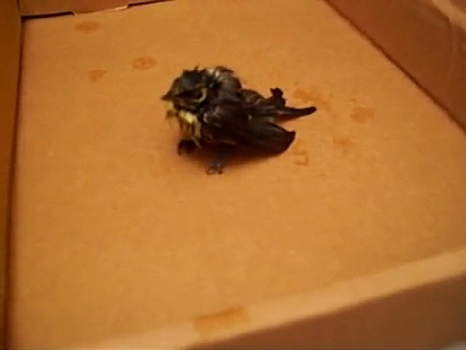 Oiseau après la tempête