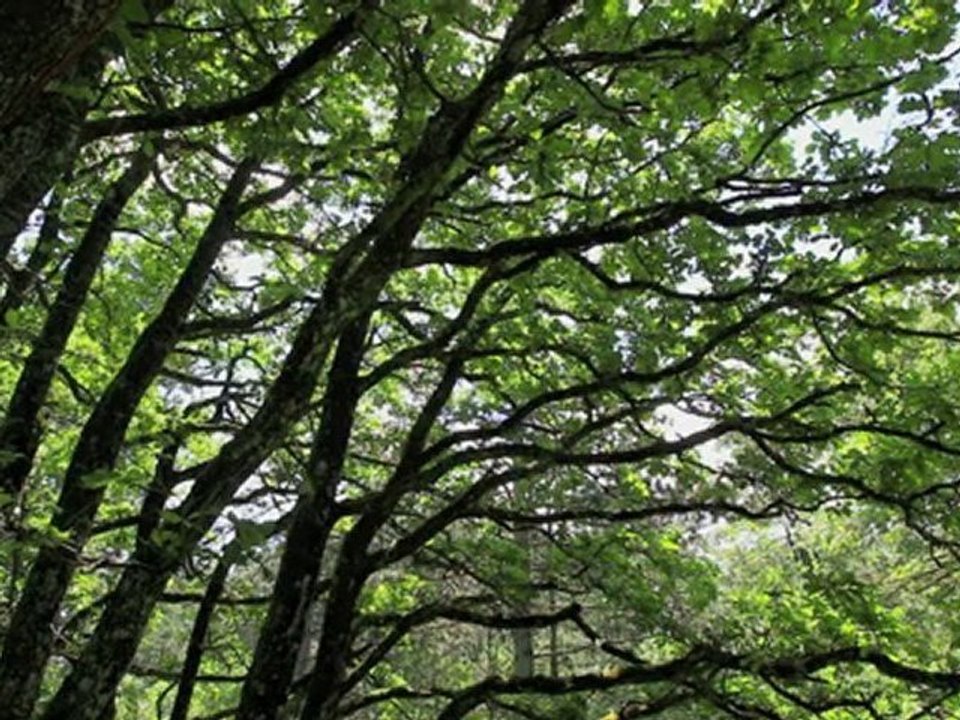 Nature in HD V1