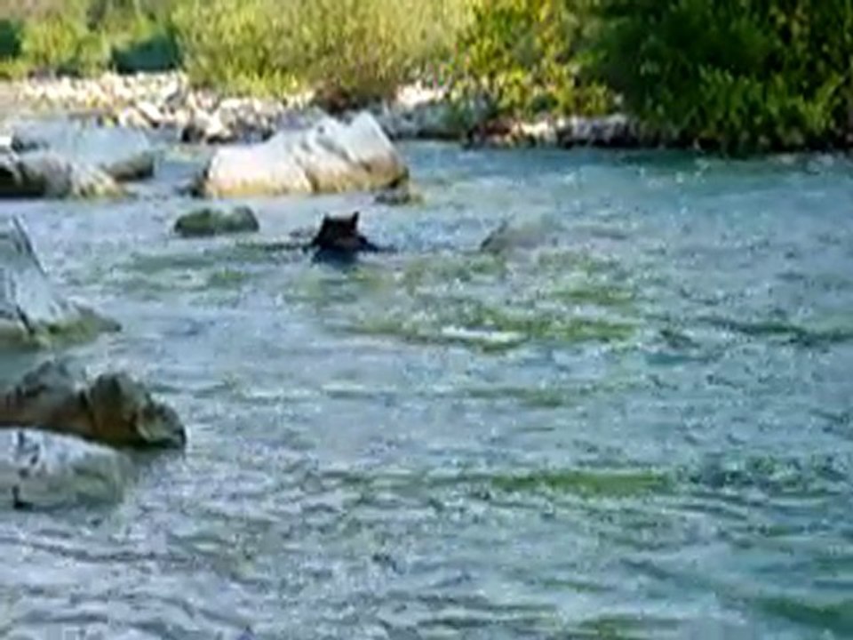 Hussard dans la rivière