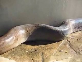 dünyanın en büyük piton yılanı-emere1616