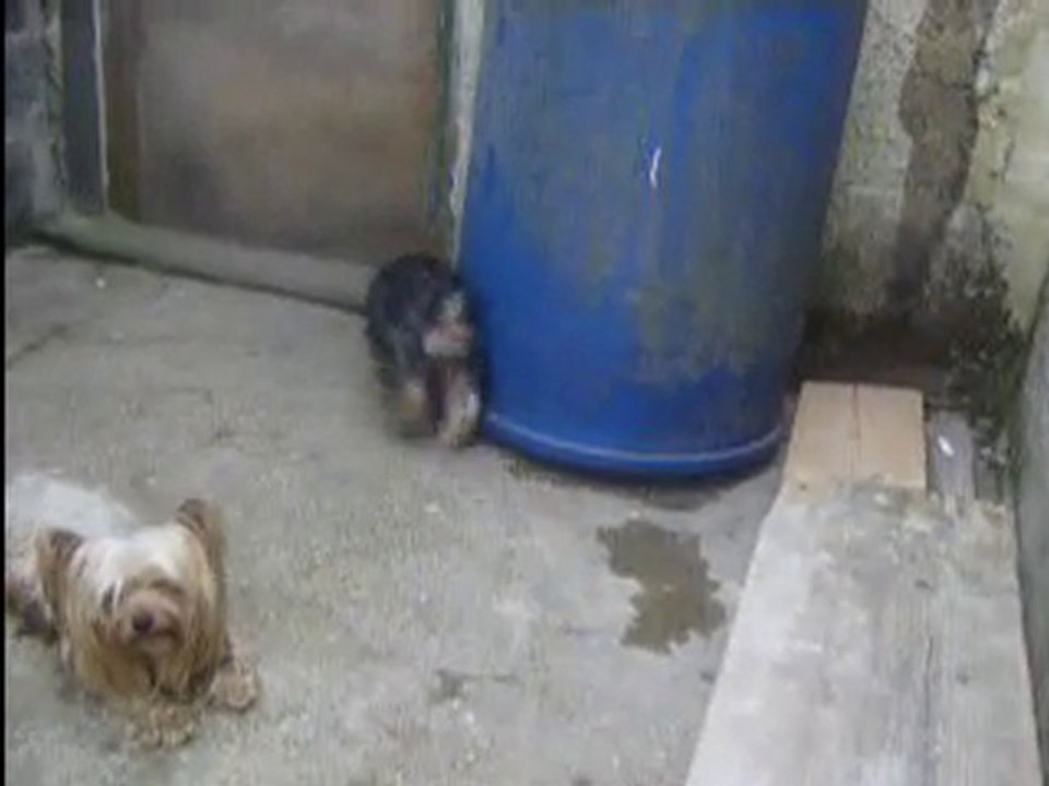 video4