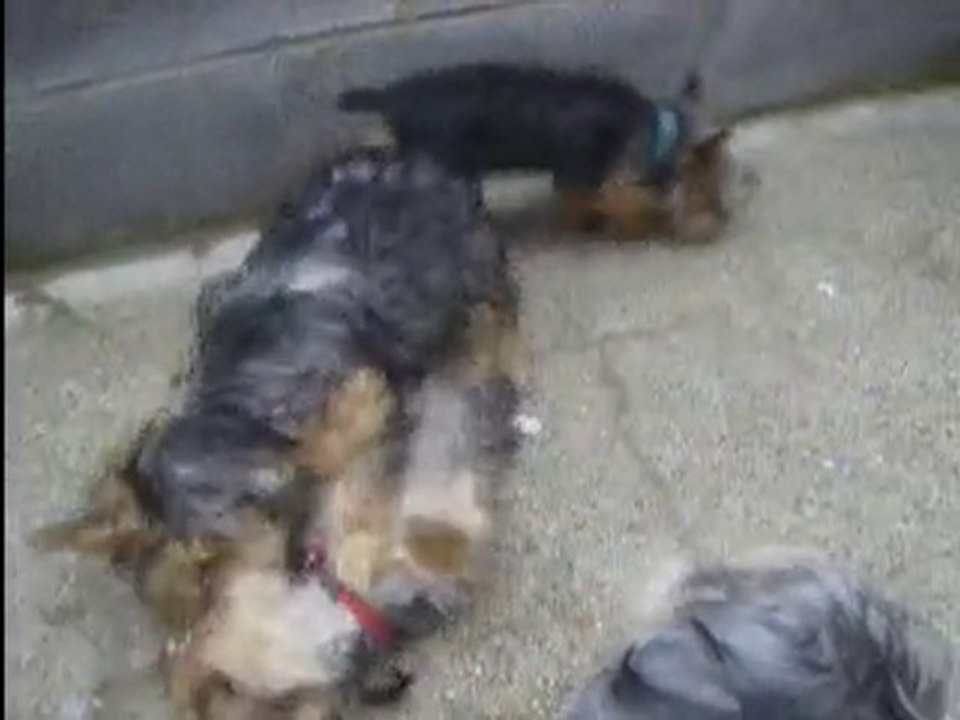 video6