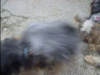 video7