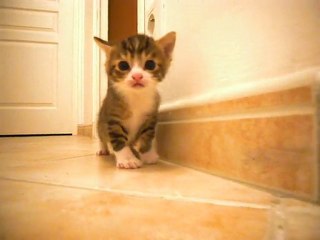 chatons pas trop téméraire