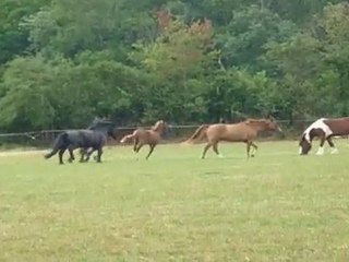 Quartz et ses nouveaux copains