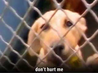 PSICOSIS - LIBERACION ANIMAL (Animal Liberation) -