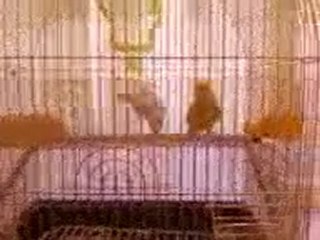 ayılana gazoz :D BİHTER & BEHLUL :D MAŞŞALLAH DİYİN :D