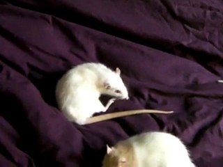 Yuki, l'arrière train paralysé