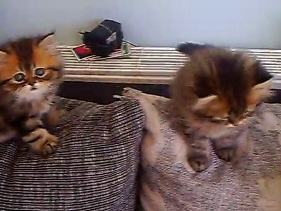 les chaton de victoria