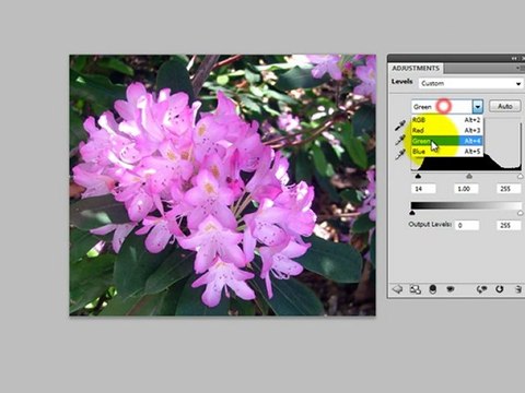 Photo Editing Basics Part 3 - Levels Adjustment Layer White