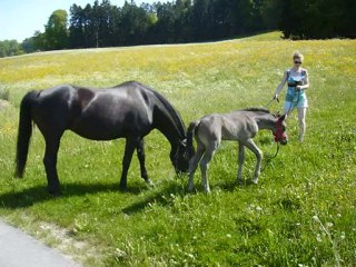 Altaïr de l'Abrannaz