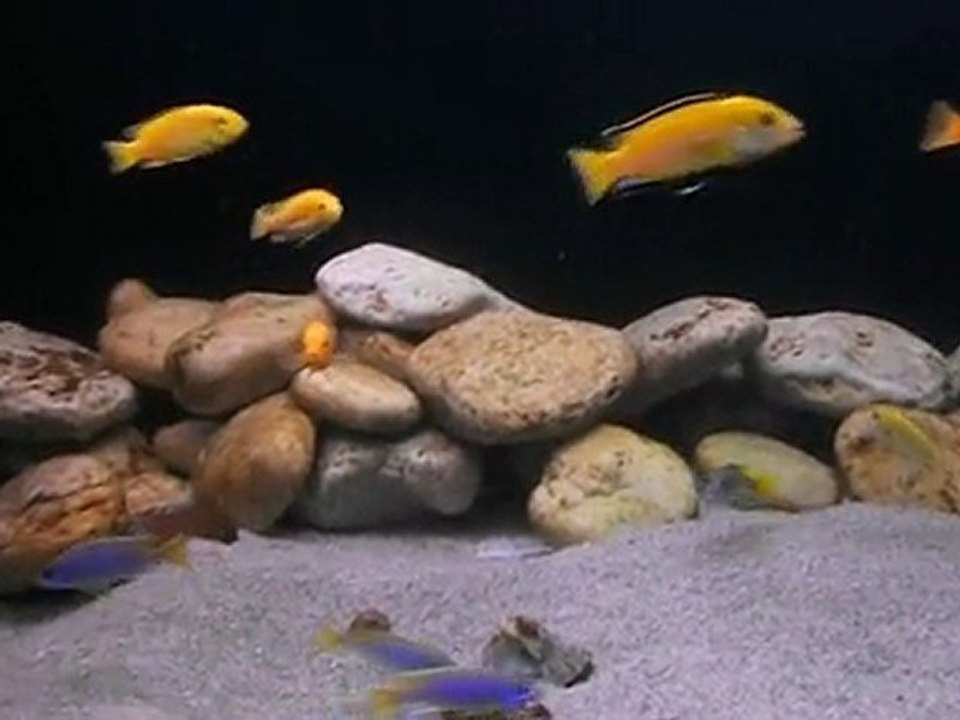 African Mbuna Cichlids 2