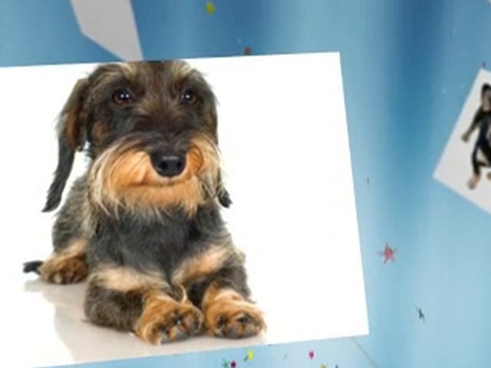 Dachshund Puppy Information Dachshund Breeders Teacup Dachs