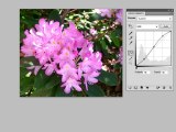Photo Editing Basics Part 5 - Using the Curves Adjustment La