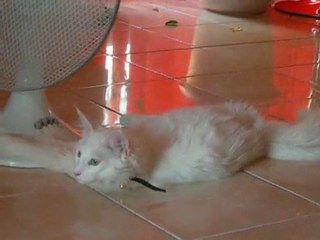 Le chat et le ventilateur