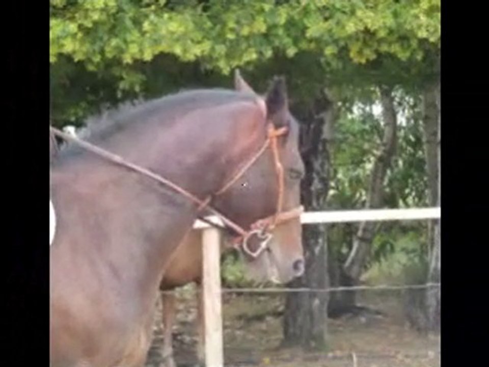 Razièle, 5 ans : désensibilisation au drap et travail sur le