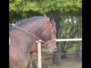 Razièle, 5 ans : désensibilisation au drap et travail sur le