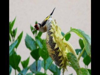 young parisians-jump_the_next_train