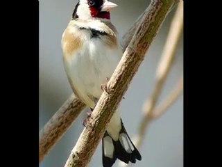 goldfinches