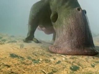 Stephen Hawking's Universe: Alien Grazers