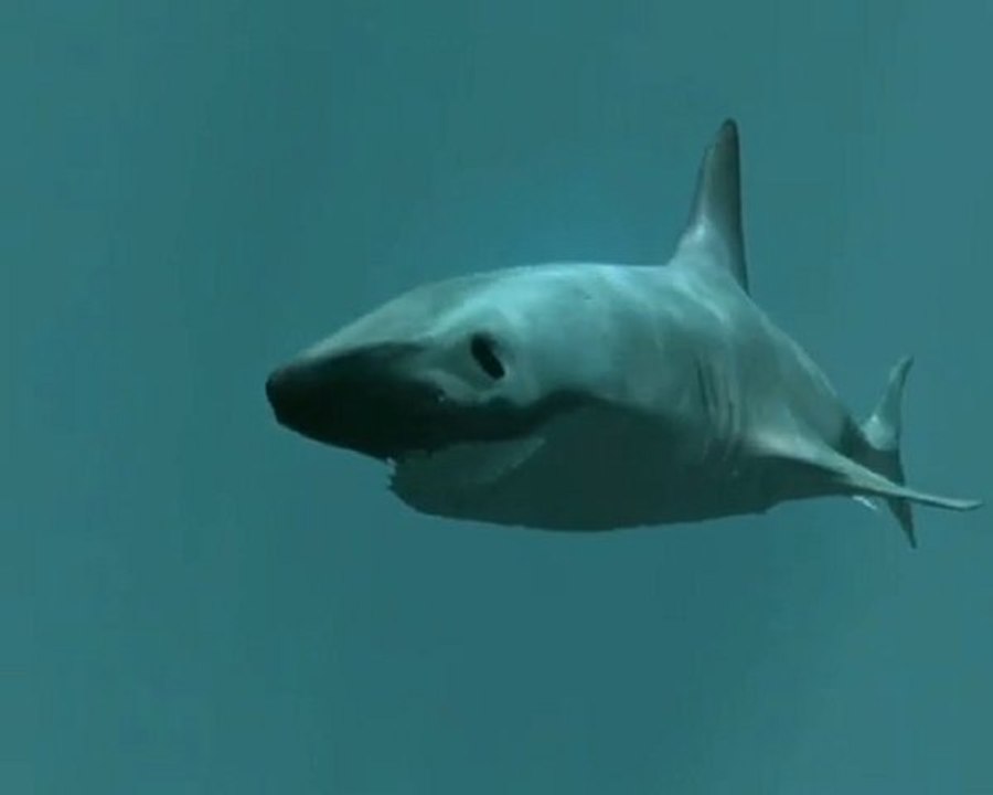 Animation 3D_Requin