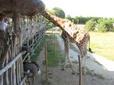 Zoo la Boissière du Doré : girafe & autruche