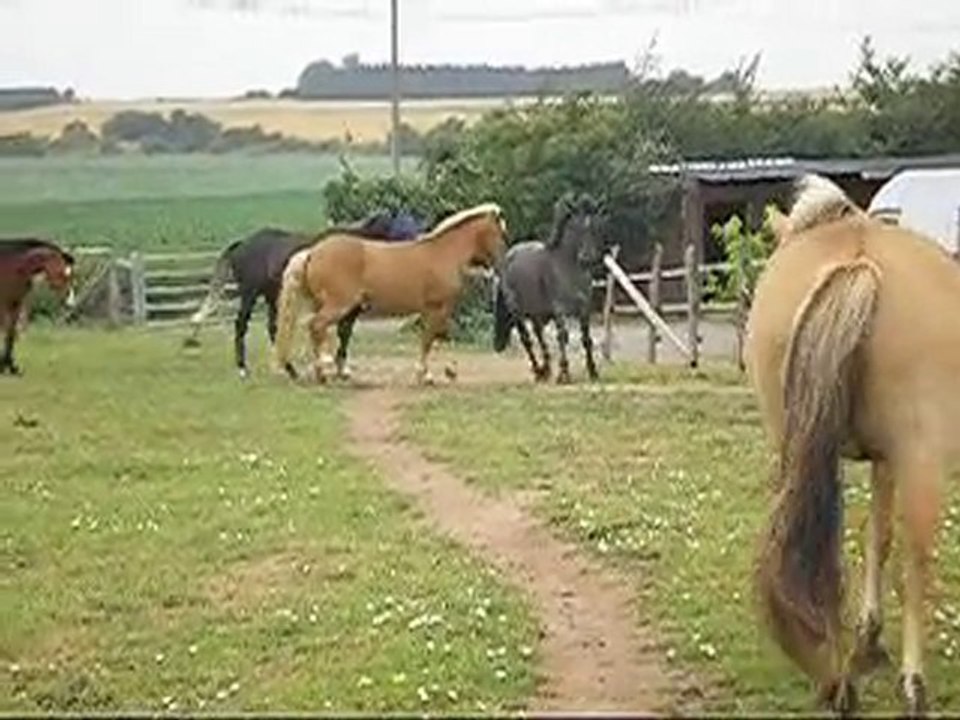 Arrivée d'Orion dans sa colonie de vacances