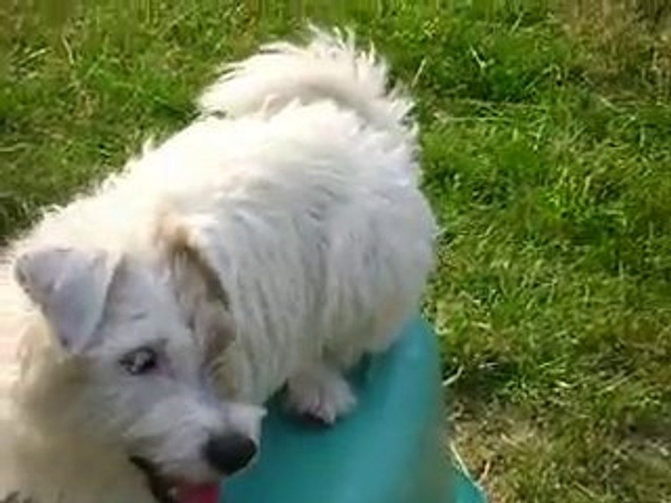 Chipie parcour d'obstacle par Chipie-love02