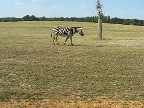 Zoo la Boissière du Doré : zèbres