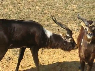Zoo la Boissière du Doré : bouquetins