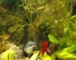 Fisch im Aquarium