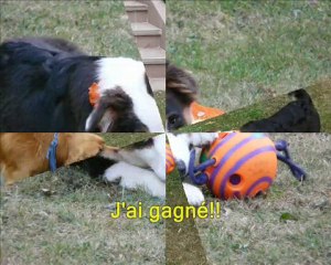 Un an à la maison Elfy