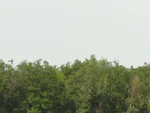 les peits gros cerny a la ferte alais 2010