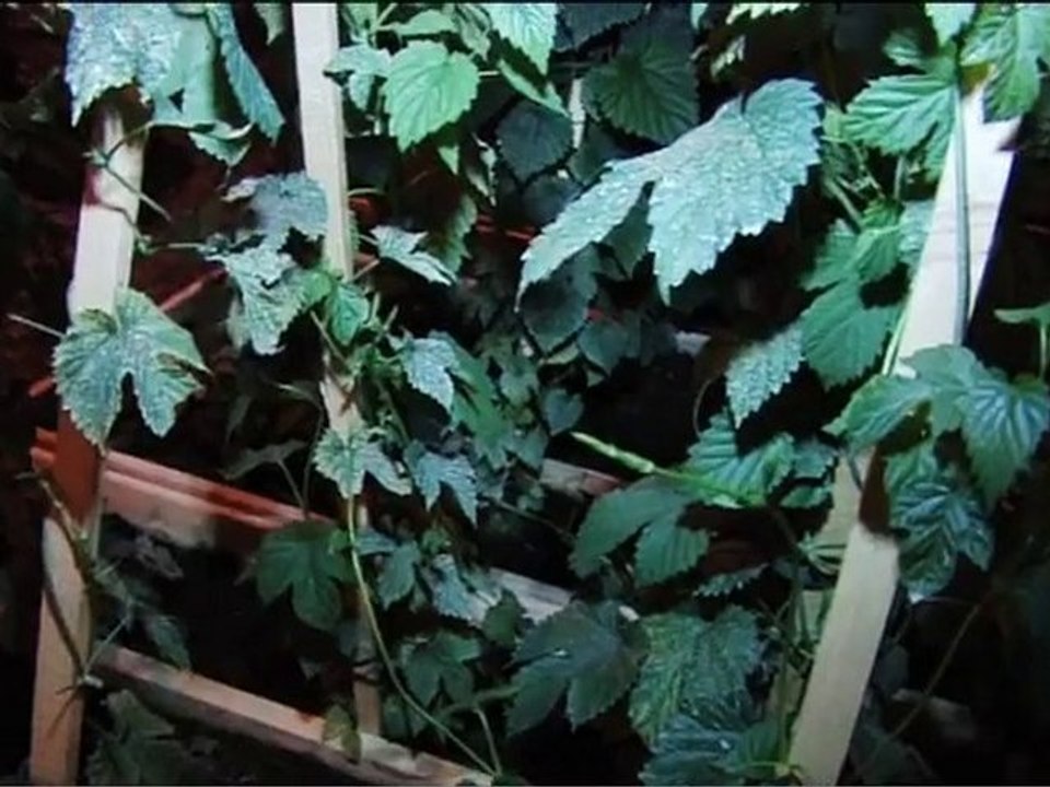 Nature Capitale vue par la maison de l'Alsace,