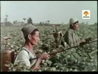 Insecticidas en agricultura intensiva: Historia