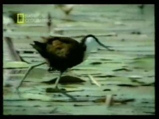 Las jacanas: Hembras insaciables