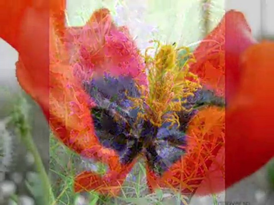 Yabancı Otlar - Weeds