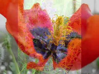 Yabancı Otlar - Weeds