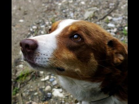 MIDLE du refuge des Amis des Bêtes à Aix les Bains
