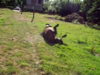 Ma jument qui se roule...