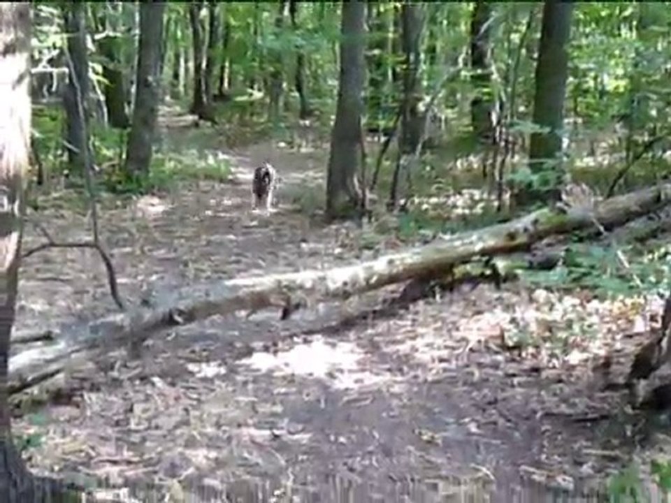 Just for fun...Elou, SAUTE !!