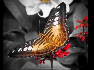 Le jardin des papillons