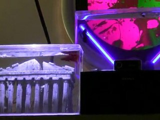 Red vs Blue betta on my entertainment center