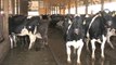 'Cow power' electrifies rural US