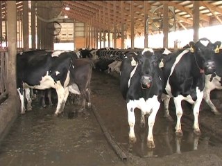 'Cow power' electrifies rural US