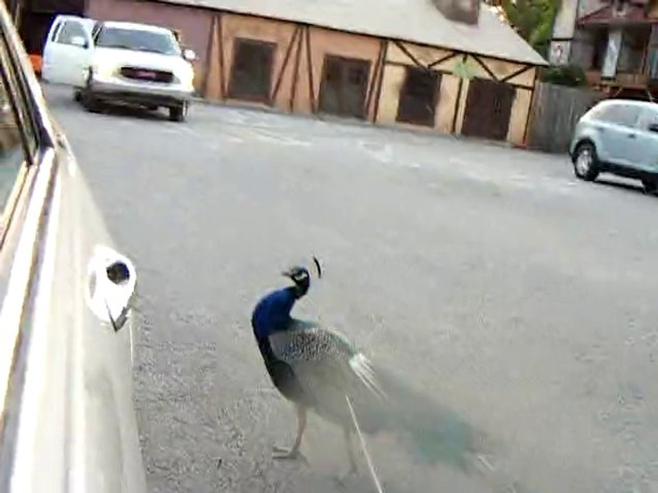 Peacock in the Parking Lot.